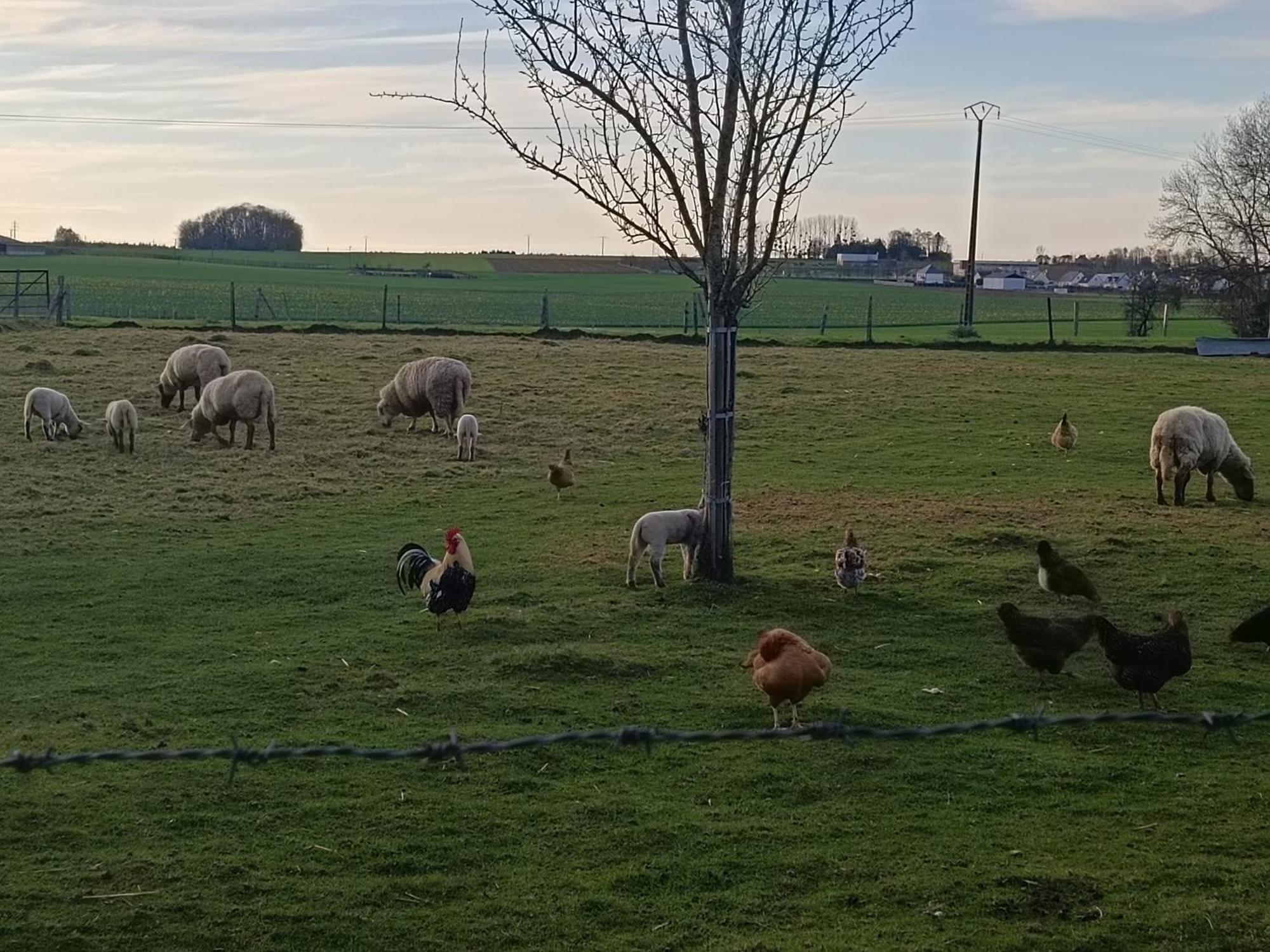 Gite Des 3 Marcassins Preaux Esterno foto
